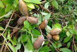 免费吃八月瓜视频,免费尝鲜！八月瓜美味视频大公开