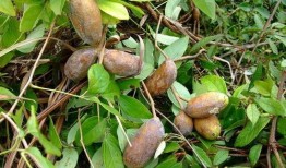 免费吃八月瓜视频,免费尝鲜！八月瓜美味视频大公开