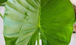 一片小树叶爆料视频