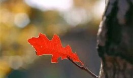 一片小树叶爆料视频