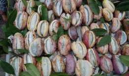 免费吃八月瓜视频,免费尝鲜！八月瓜美味视频大公开