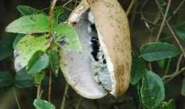 免费吃八月瓜视频,免费尝鲜！八月瓜美味视频大公开