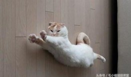 郑州爆料猫咪视频最新,萌宠瞬间引发网友热议