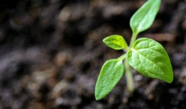 一片小树叶爆料视频