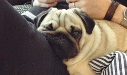 巴哥爆料角色视频,角色视频揭秘，精彩瞬间抢先看！